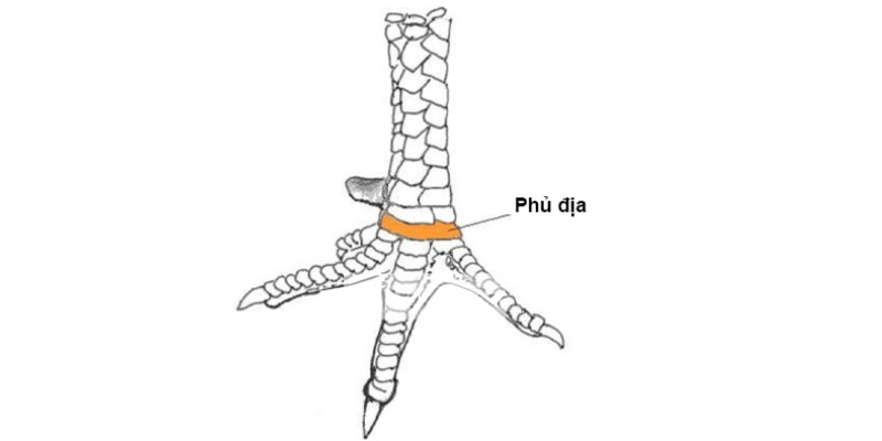 Vảy Phủ Địa nằm ở vị trí sát ngón chân và gần vùng chậu