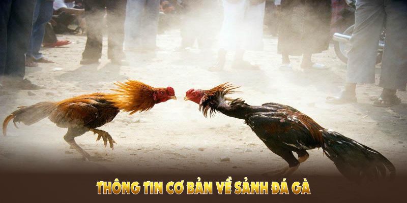 Thông tin giới thiệu sảnh đá gà DS88 được ưa thích tại nhà cái